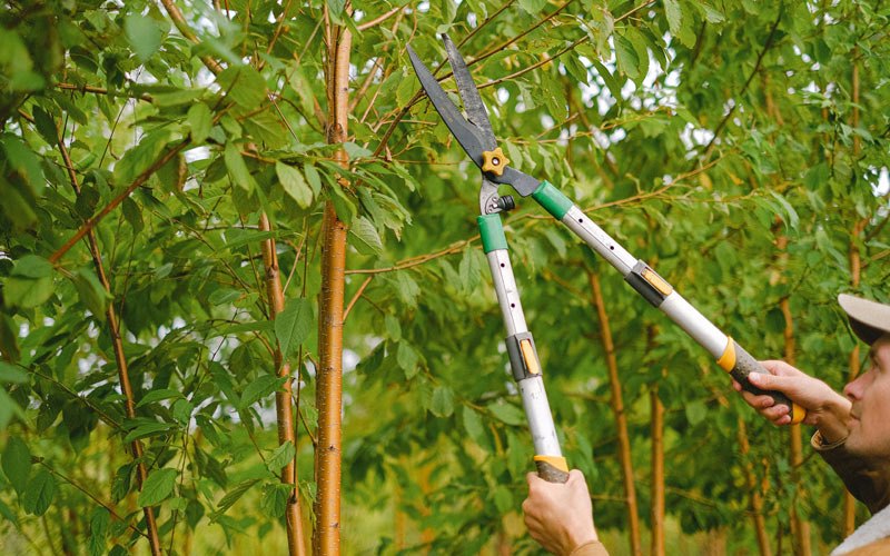 Tree trimming in Perry, IA